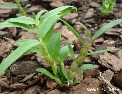 铁皮石斛|山中这种野草，曾为上贡“仙草”，一草难求，如今折段枝条就能养