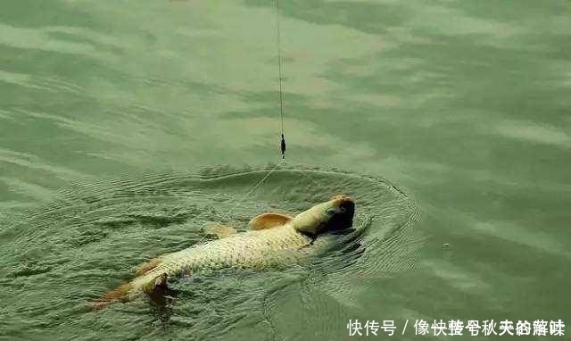 鱼儿|失手绳如何遛大鱼老钓友只用这3招应对,新手一看就会,莫忽视