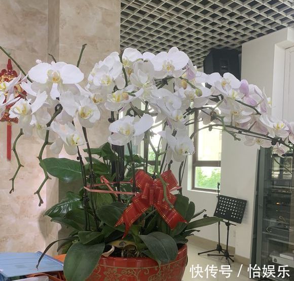 夏季养花一浇水就死，一施肥就烂根重点在这里，促休眠3点措施