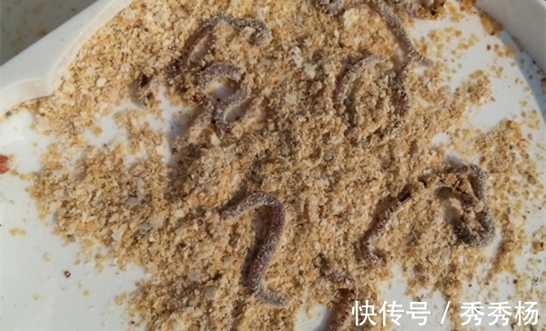 节气|冬季钓鱼,久坐无鱼咬钩,其实未必是天冷,原因更可能是这些!