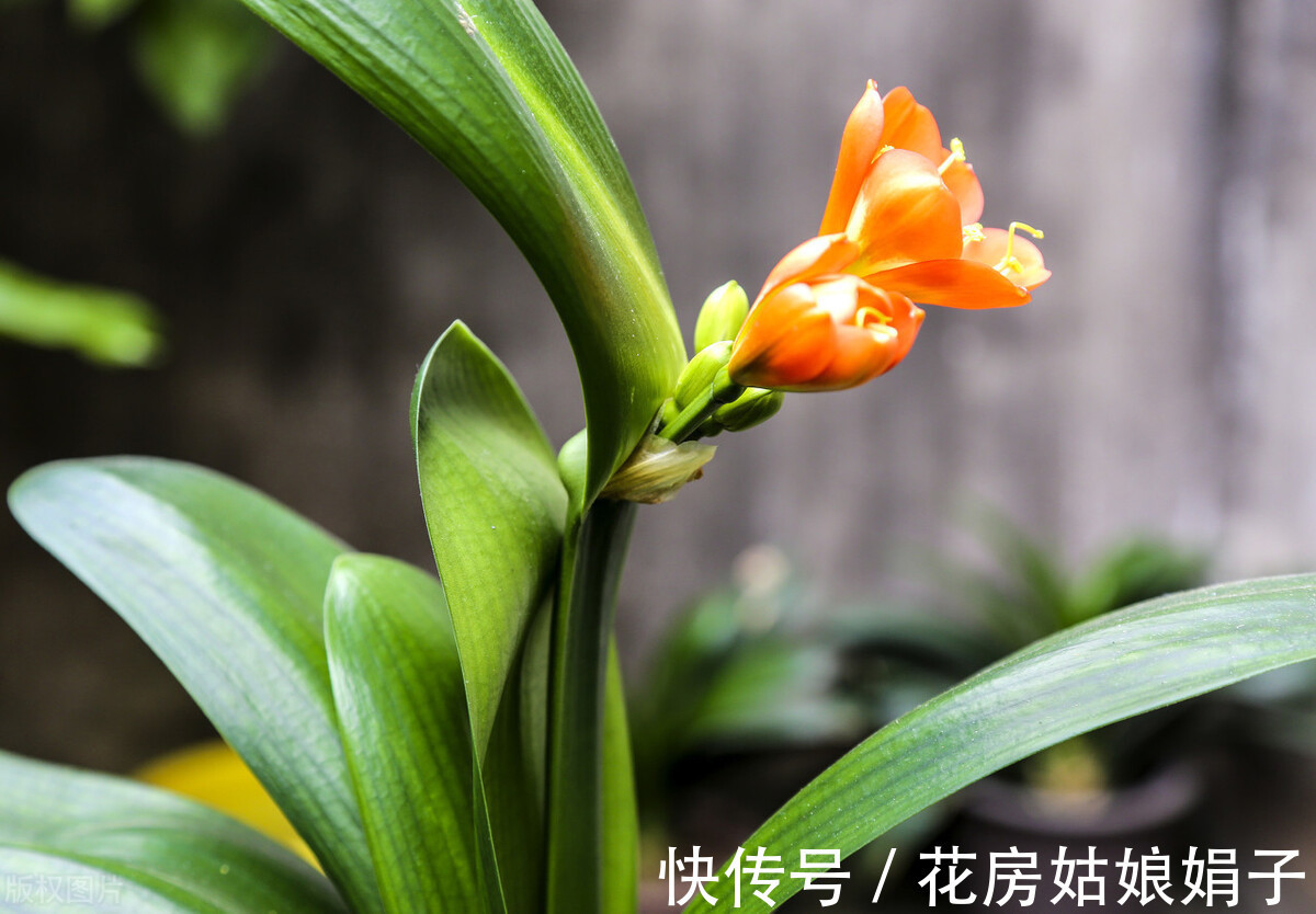 黄叶|君子兰入夏要“静养”,3件事不能做,不然黄叶、花难开