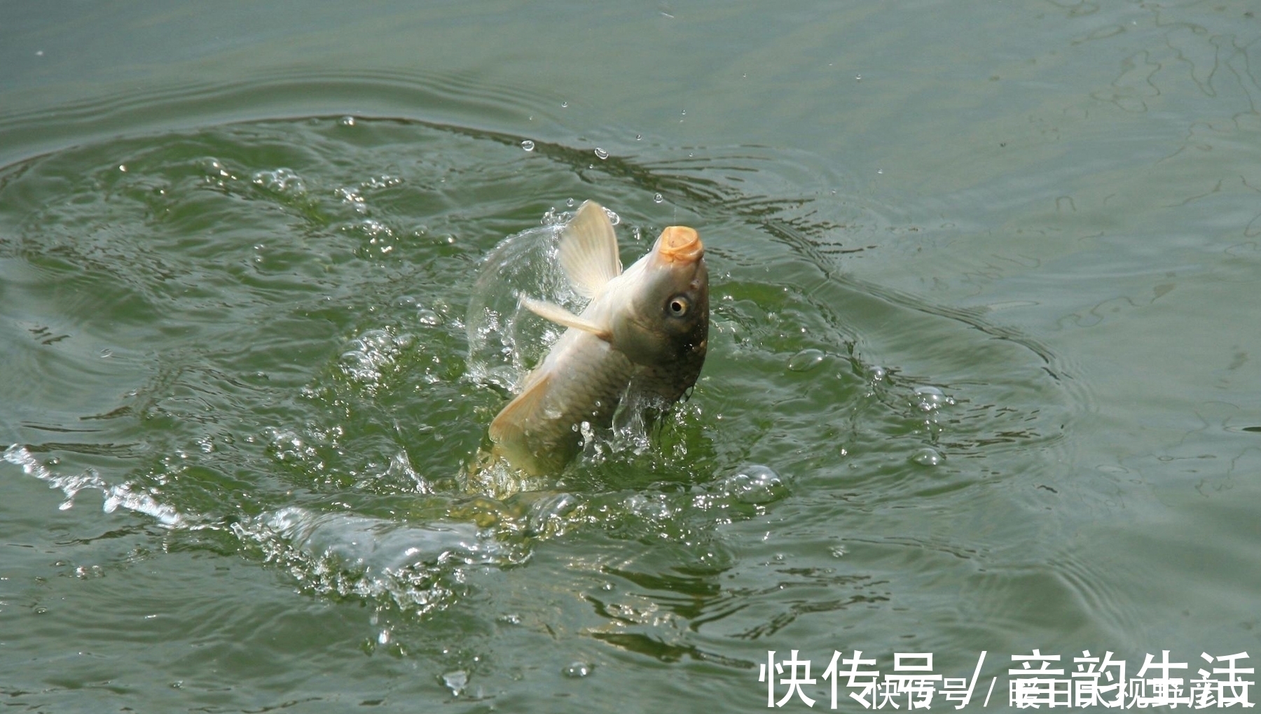 死窝|什么钓鱼会死窝?掌握以下几个技巧,再也不怕钓鱼死窝了