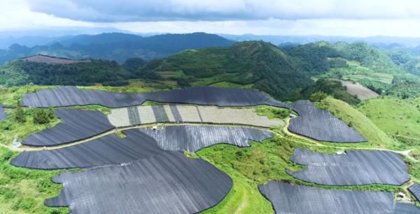 北回归线|文山三七宣传片——《时光里的三七》