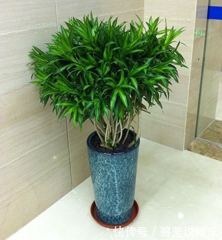 想要“百合竹”更加油绿,还爆盆,“3个要素”需到位,缺一不可