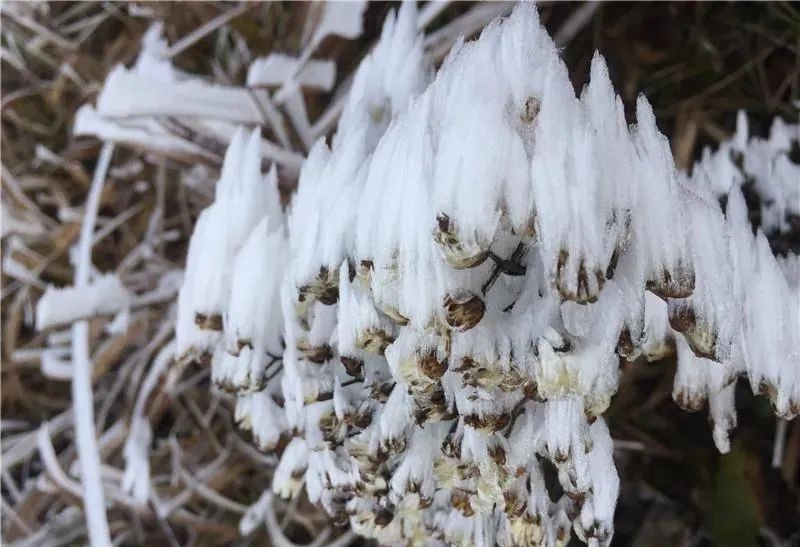 西伯利亚|5.2℃“速冻”！厦门人先别哭！3波冷空气正排队发货