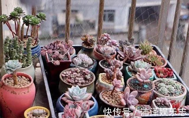 土壤|8月养多肉，出现3个“信号”要懂，要不腐烂、黄叶，剩下空盆