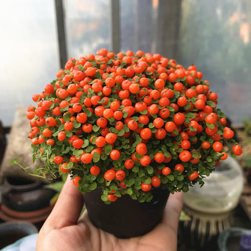 挂满果实的3种花,能看花能观果,好看又好养