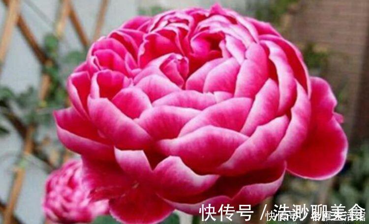 4种花最适合冬天养,浇水点就疯长,开花漂亮,人见人爱