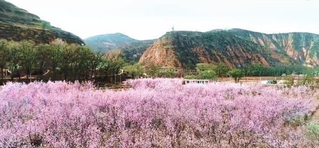 酒家$杜牧一生诗词数不胜数,唯有这首诗,传承千百载人尽皆知
