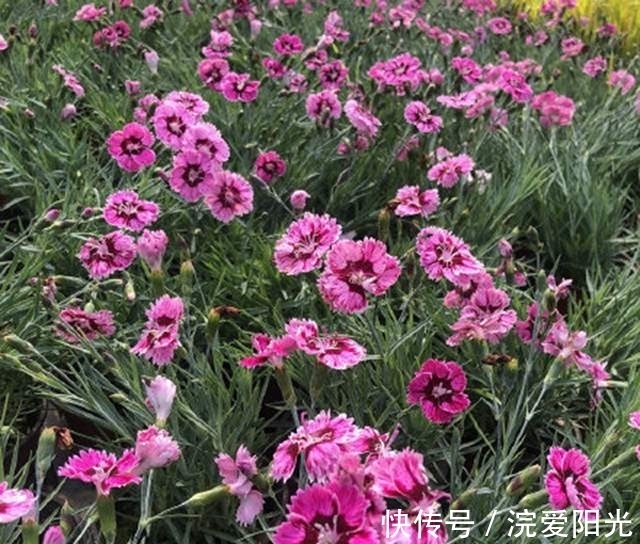 这种花不怕冷不怕晒,沾土就能活,每年开花挤爆盆