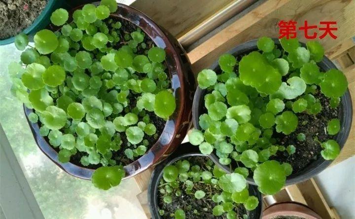 长势超快的9种花,5天爆盆,7天开花,超有成就感!