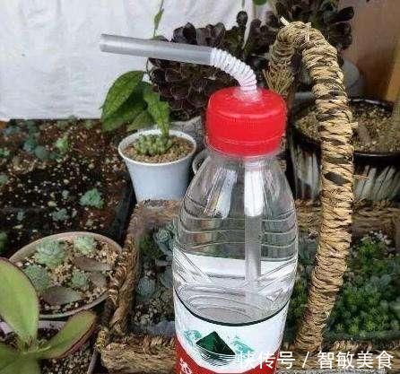 用途|一个小小矿泉水瓶,不但能种花,还可以做扦插,用途原来这么多