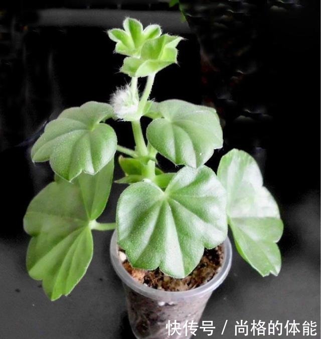 她家只养一种花,一年四季有花赏,原因是做好了四件事!