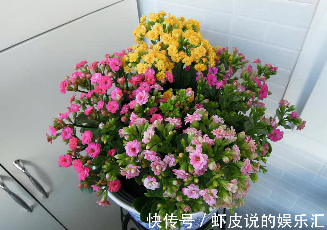 植物|7种“懒人花”，漂亮又好养，客厅养一盆，大气吉祥，养人又旺家