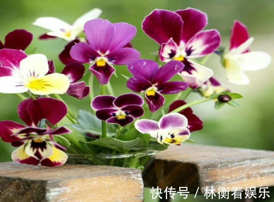 想有女人味，无需喷香水，家里养上“3种花”，身上弥漫缕缕花香