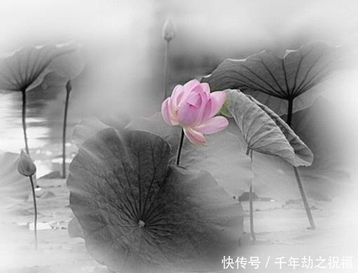 佛语|令人释怀的佛语禅心,经典睿智,受用一生!