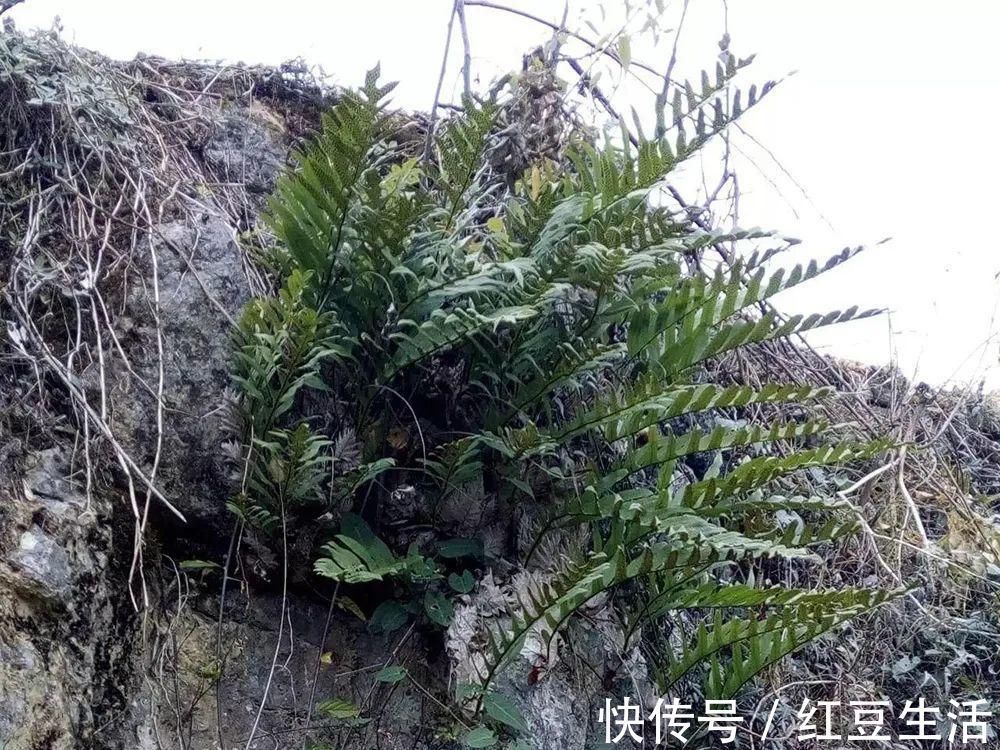 一种生姜，石头缝里才有，看到别随意挖，它是珍贵的“骨碎补”