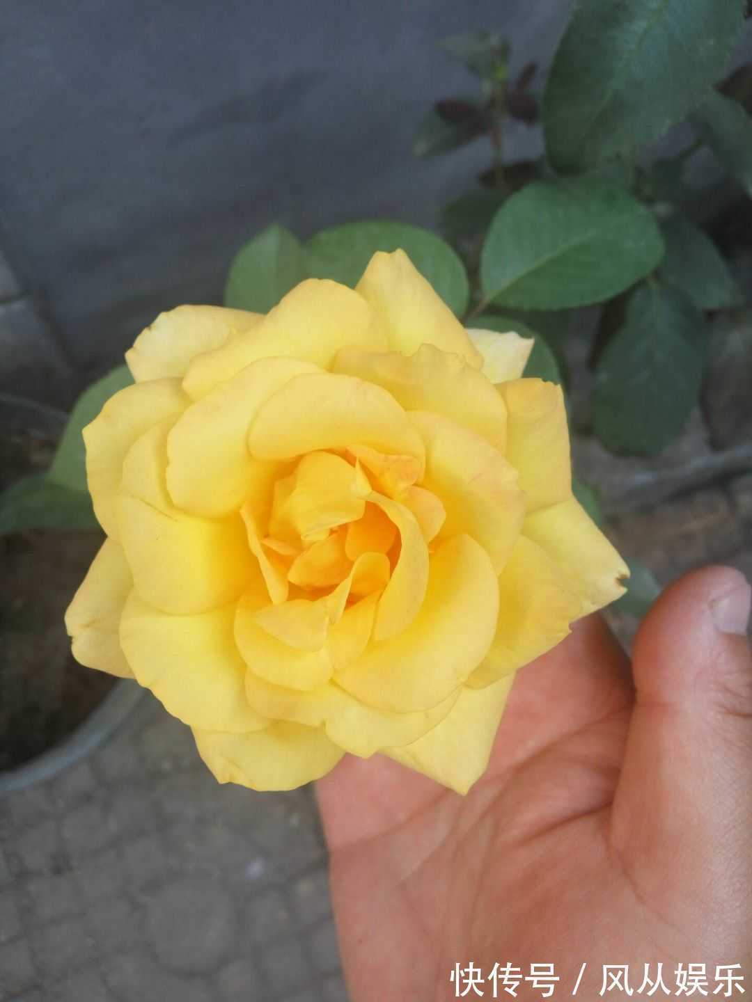 扦插|月季花扦插好花开爆盆,月季花几月份扦插好