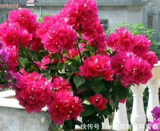 4种花好养又漂亮,比玫瑰美,比绿萝好养,花开不断怒放全年