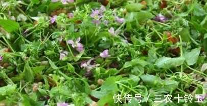 安南菜|农村一种常见野菜，农民总认为它是茼蒿，营养高，能入药治病