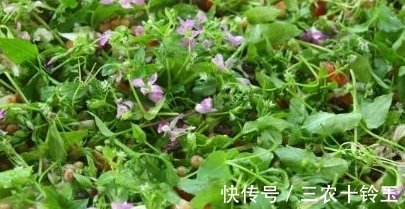 安南菜|农村一种常见野菜,农民总认为它是茼蒿,营养高,能入药治病