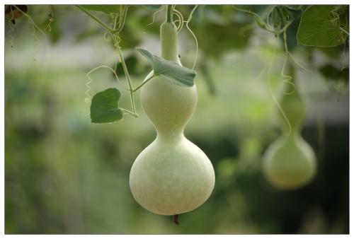 湿气|中医入门8种祛湿利水中药,除湿气,消水肿的好手,一次讲清楚