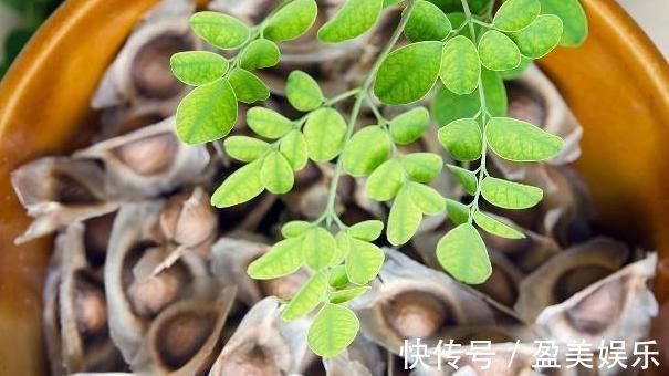 降压药|4种东西虽然样貌丑陋,却是高血压的“对手”,4个都吃血压平稳!