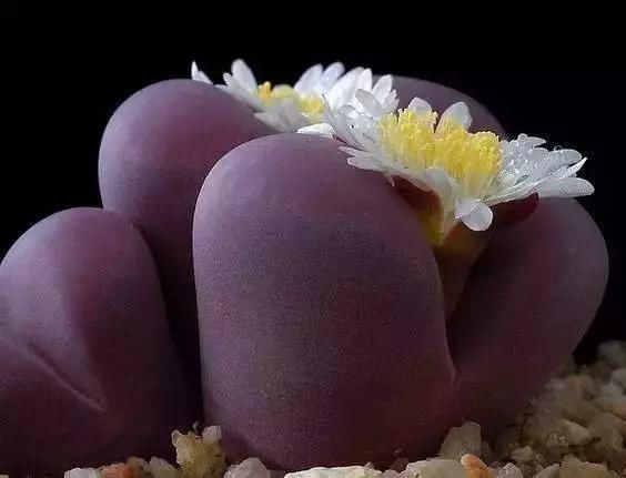  娇艳|石生花，绝美娇艳！