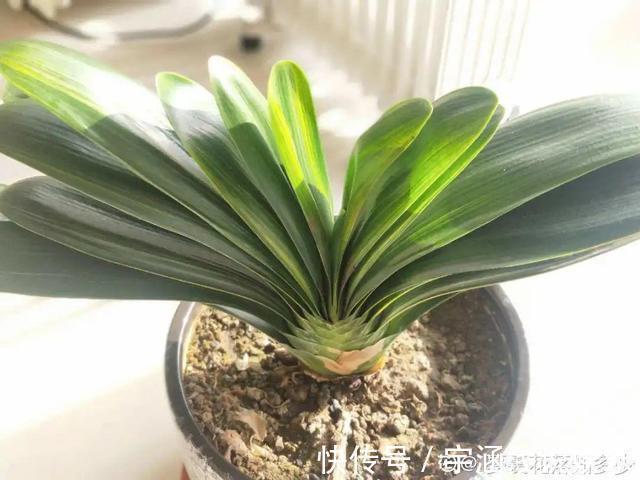 低温|低于5度,6种花一整个冬天不浇水,也能照样活