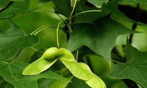 孙燕|孙燕院士91年来的忠告“戒3物做4事”,长寿才愿意接受你