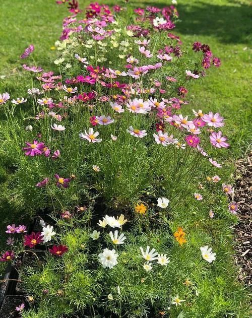 开得|用小盆养成大片花丛的大波斯菊,花朵开得特艳丽,还是要种院子