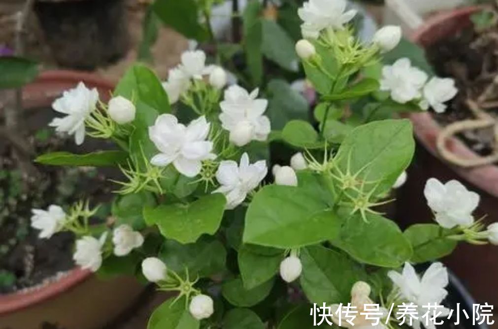 植株|6种漂亮花，家里养一盆，四季都能开花