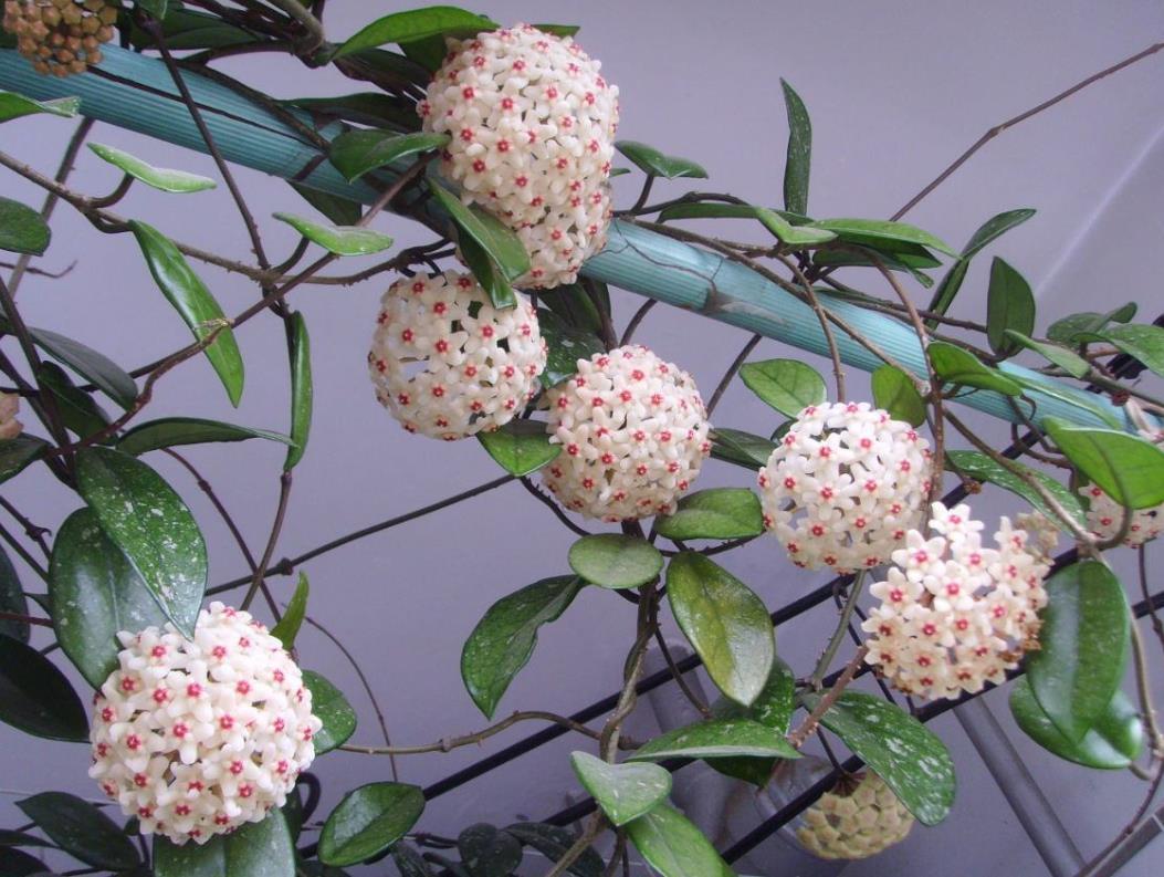 夏天养花有“4怕”,学会避开,花儿枝繁叶茂,开花旺