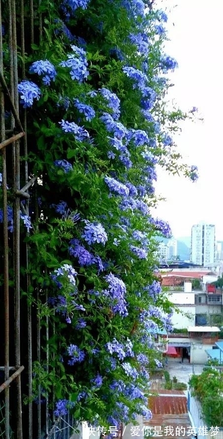 花花量|2种花不怕热,越热越开花,一开200多天,现在种1个月就开爆!