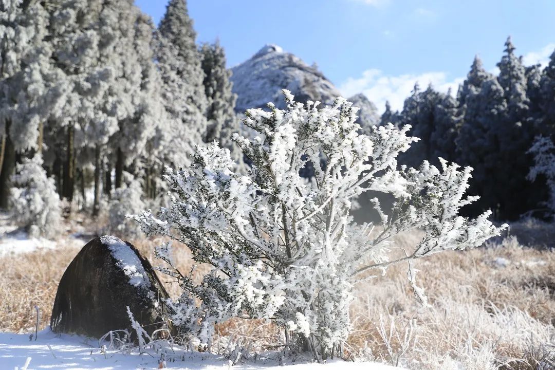 冬日不用去远方！遂昌这处“雪乡”美的已如童话世界~