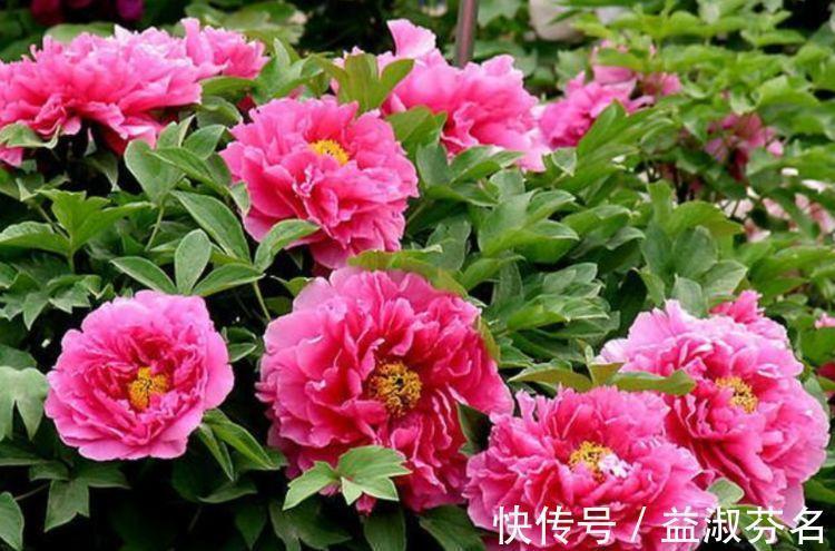 阳台养花,不妨养这4款植物,堪称是开花机器,养在阳台极美了