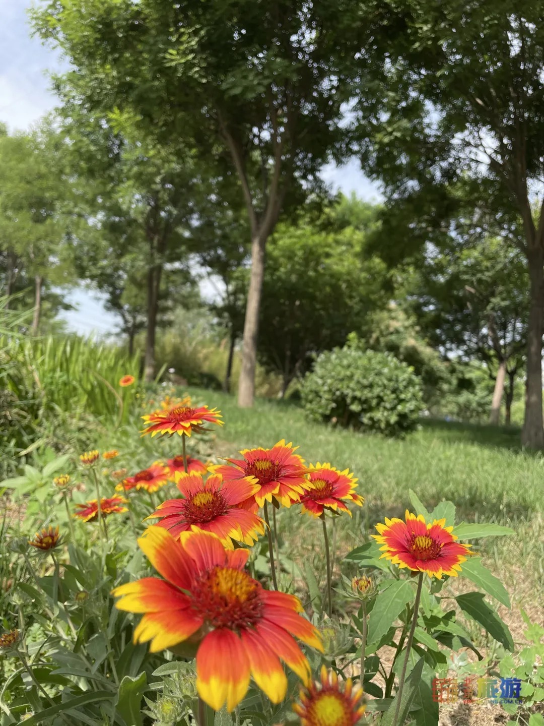 雏菊|北京亦庄超大规模雏菊花海正在盛花期，五颜六色，颜值爆表！