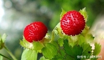 治感冒|农村最神秘的水果,能活血散瘀、治感冒、杀蚊蝇,还能治毒蛇咬伤