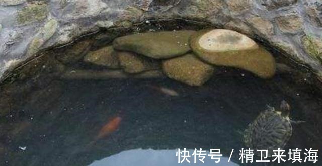 乌龟&古人为何要在打好的井里放只乌龟听完原因,人们纷纷这样做!