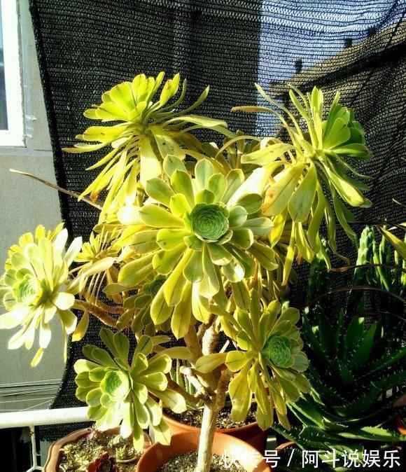 气生根|夏天来了,法师开始落叶了,浇上最后一遍水,度夏更轻松