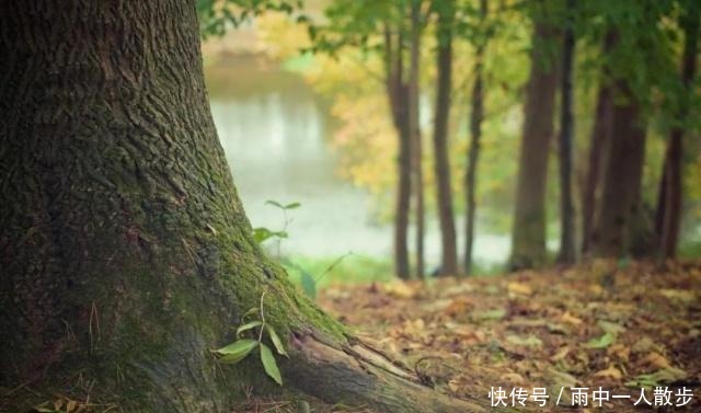 「荐读」你我的故事大树之恩