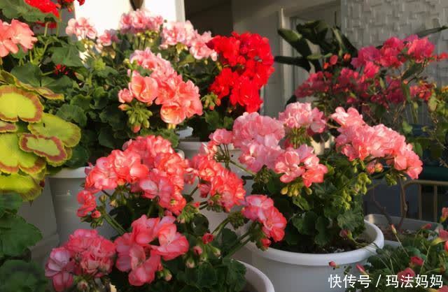 养天竺葵有“三喜三怕”，新手做好了，叶子油绿，花开不断