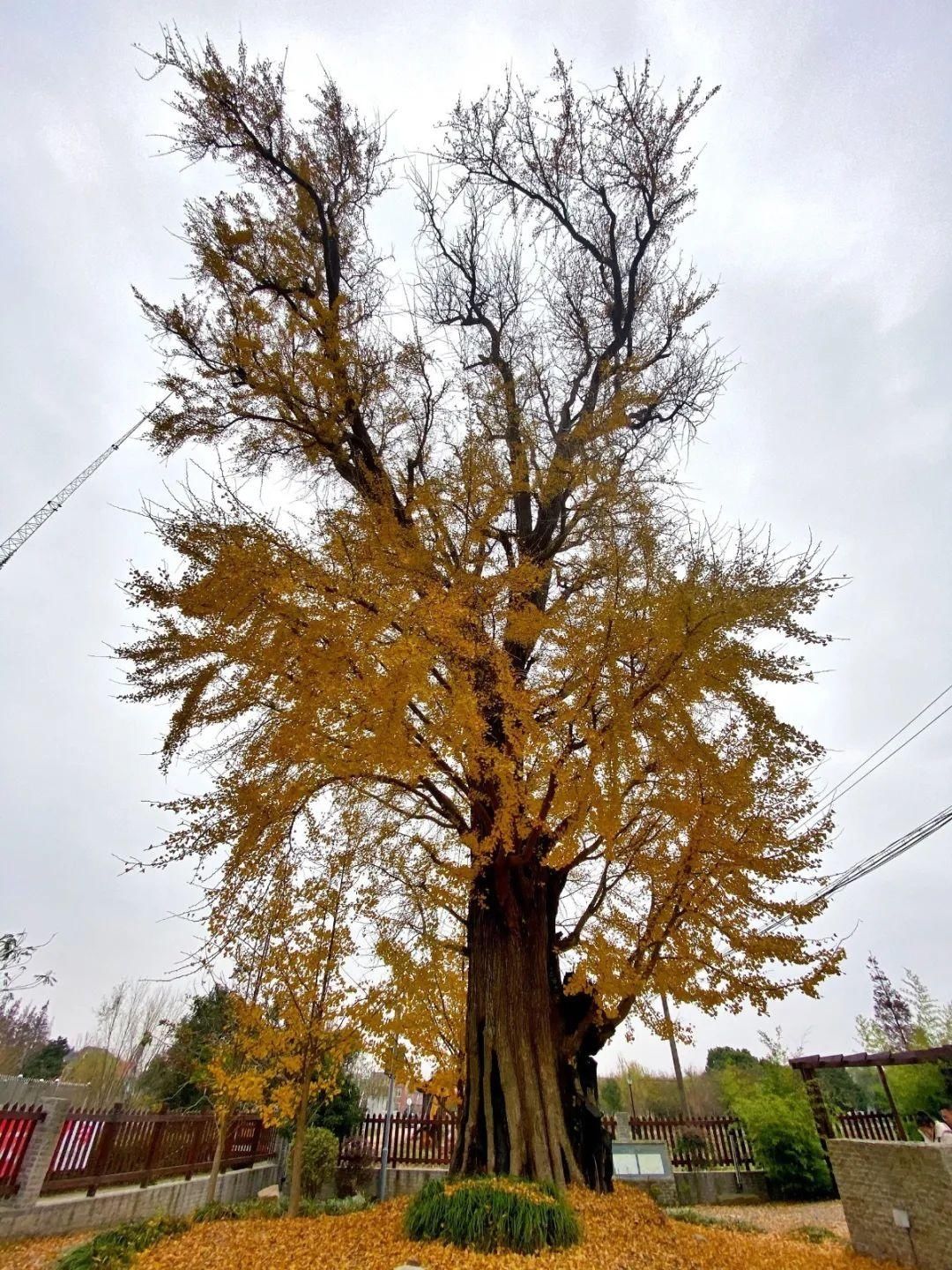 银杏树|500年银杏树王，你知道他的故事吗？