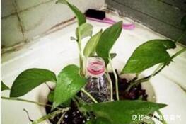 想把绿萝养成“树”请塑料瓶来帮忙，一分钱不花，养成大叶萝！
