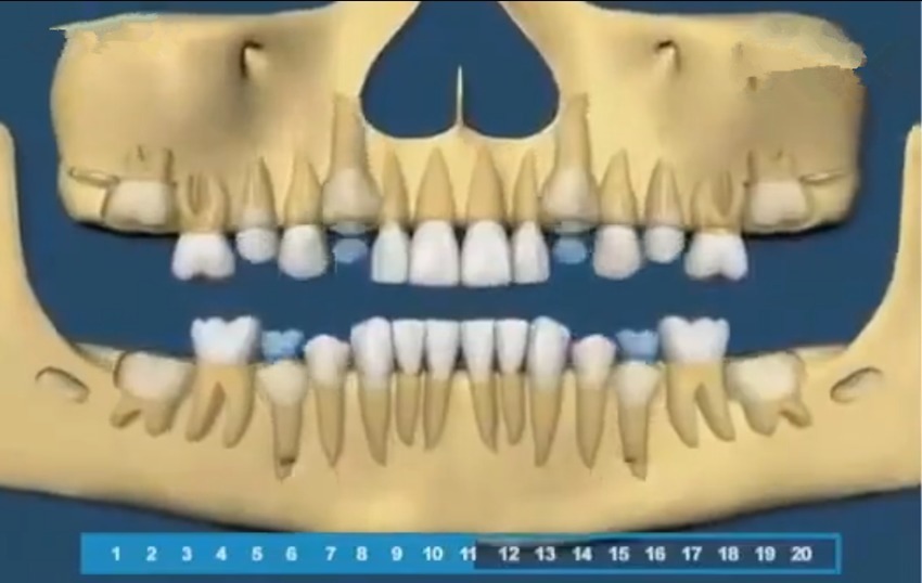 生长|组图带你了解宝宝的牙齿生长顺序，一目了然，爸妈再也不用纠结了
