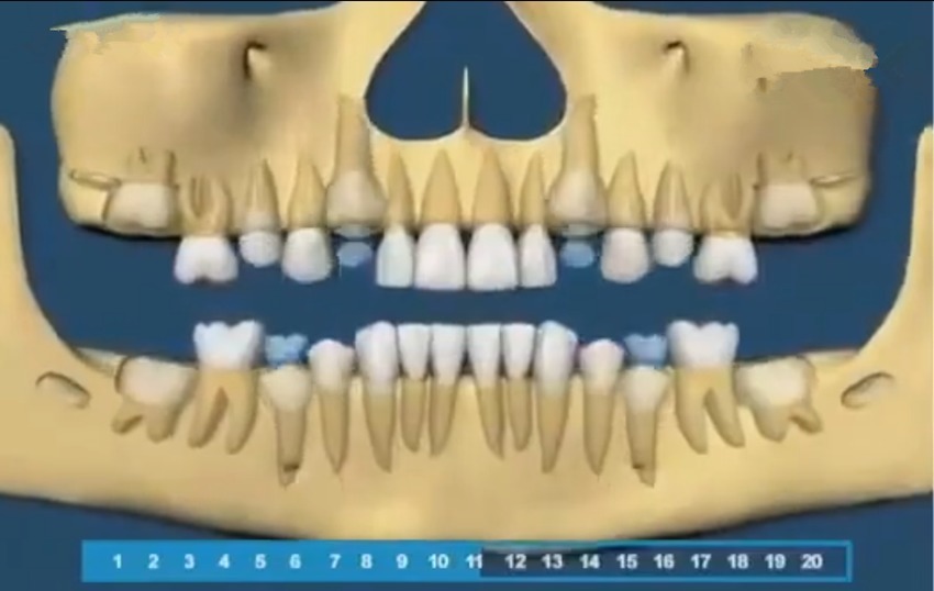 生长|组图带你了解宝宝的牙齿生长顺序,一目了然,爸妈再也不用纠结了