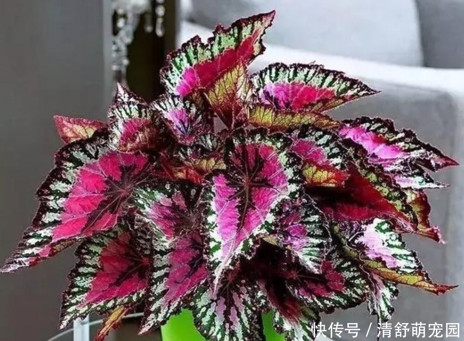 矾根|被”惊艳“到的5种”观叶花“，叶子比花漂亮100倍，1年都是花期