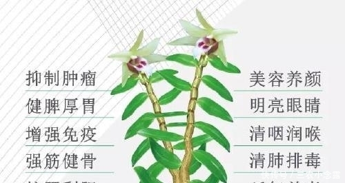 人群|铁皮石斛功效全面, 适宜人群你在其中吗?