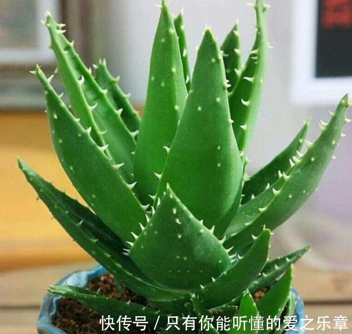 4种花，是懒人首选，花期长易爆盆，好养还能开出漂亮花