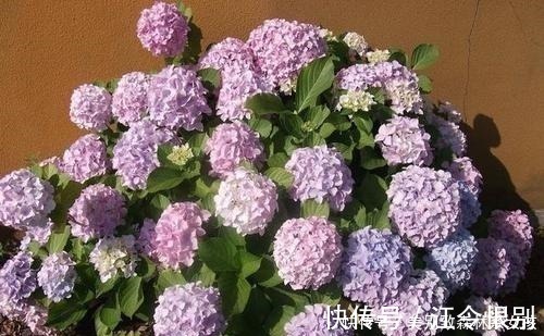 驱虫|家家都有的1种东西,用来养花,比花肥还厉害,还能驱虫!